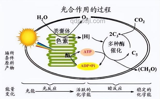 全合成的意义是什么？化学合成,人工制造,材料科学,药物研发